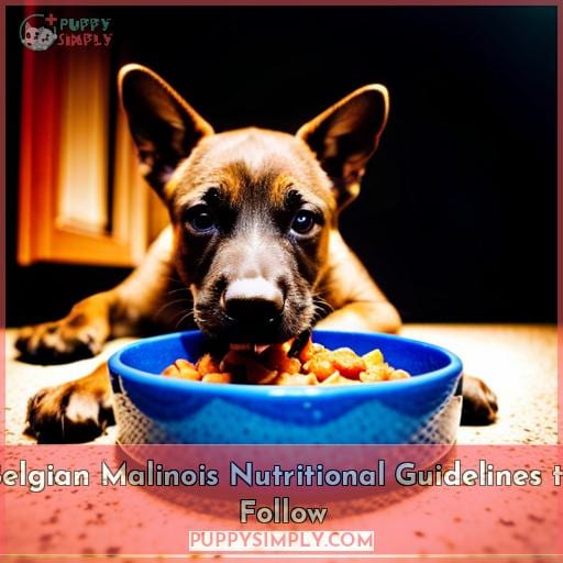 Belgian Malinois Nutritional Guidelines to Follow