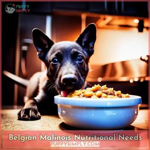 Belgian Malinois Nutritional Needs