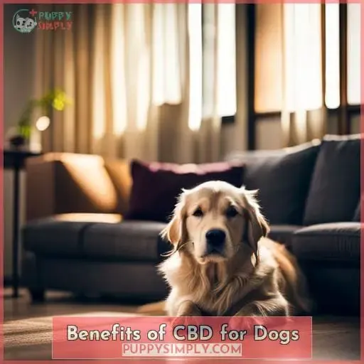 Benefits of CBD for Dogs