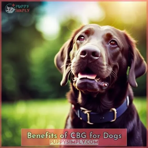 Benefits of CBG for Dogs