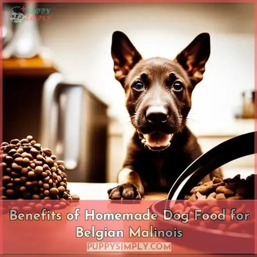 Benefits of Homemade Dog Food for Belgian Malinois