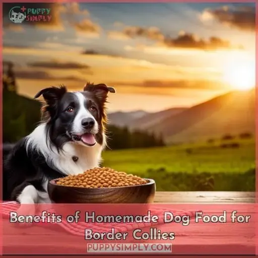 Benefits of Homemade Dog Food for Border Collies