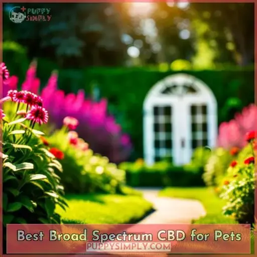 Best Broad Spectrum CBD for Pets