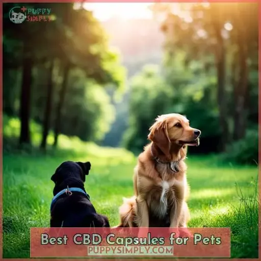 Best CBD Capsules for Pets