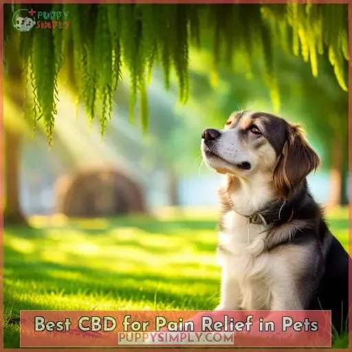 Best CBD for Pain Relief in Pets