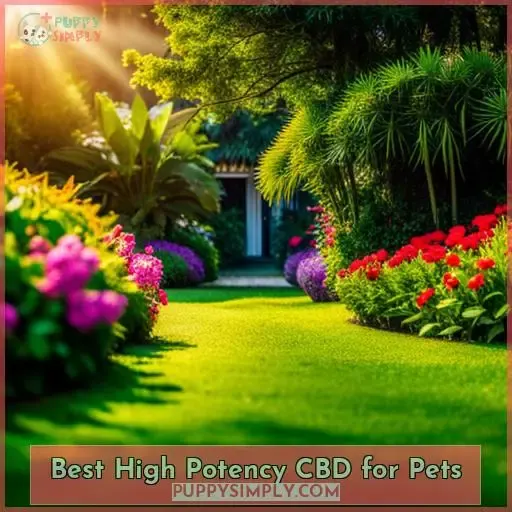 Best High Potency CBD for Pets