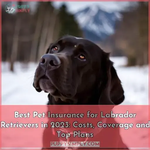 best pet insurance for labrador retrievers