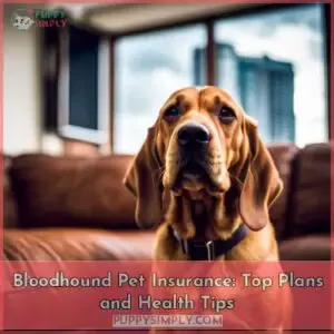 bloodhound pet insurance