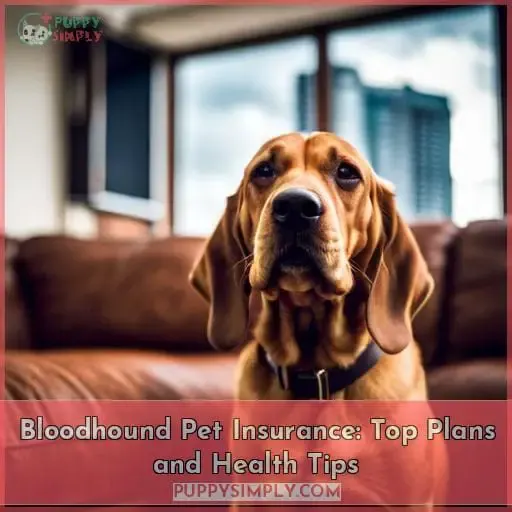 bloodhound pet insurance