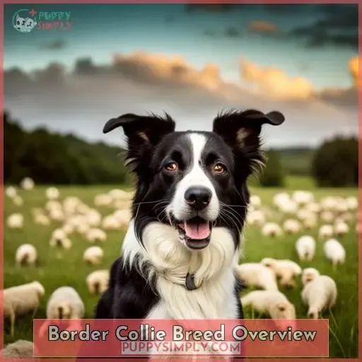 Border Collie Breed Overview