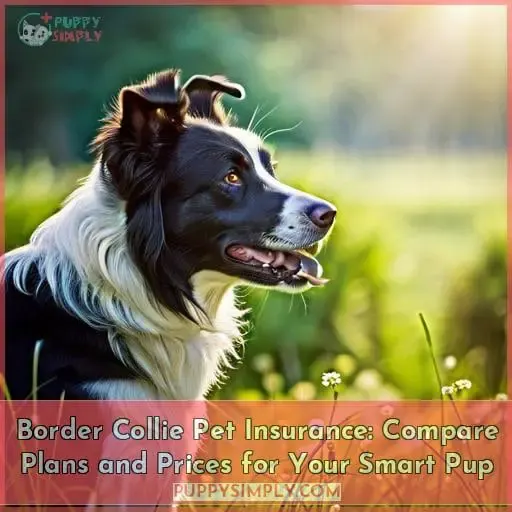 border collie pet insurance