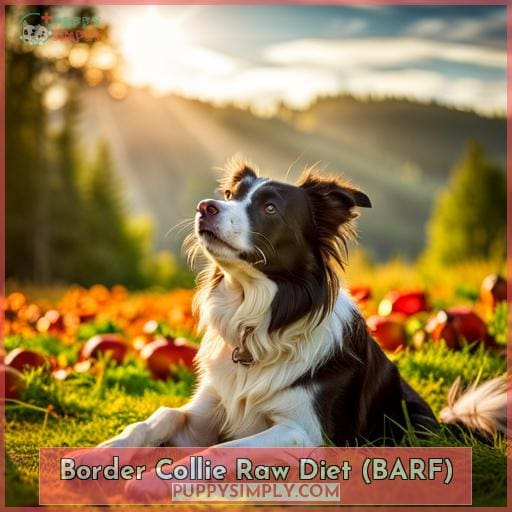 Border Collie Raw Diet (BARF)