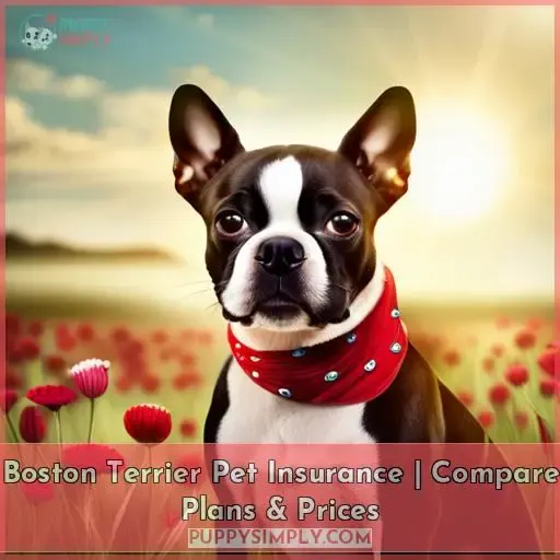 boston terrier pet insurance
