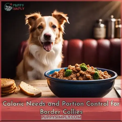 Caloric Needs and Portion Control for Border Collies