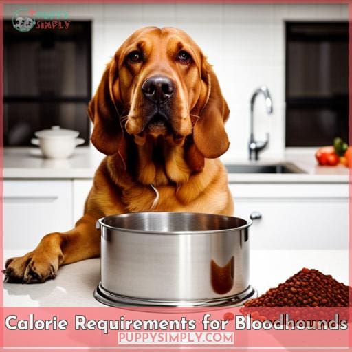 Calorie Requirements for Bloodhounds