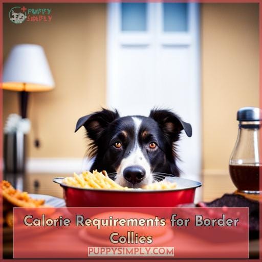 Calorie Requirements for Border Collies