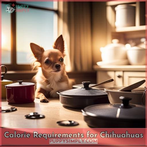 Calorie Requirements for Chihuahuas