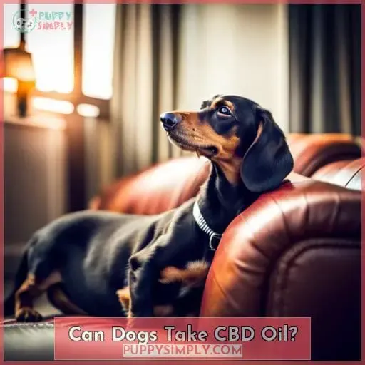 Can Dogs Take CBD Oil