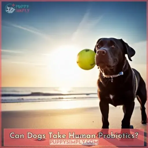 Can Dogs Take Human Probiotics