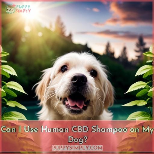 Can I Use Human CBD Shampoo on My Dog