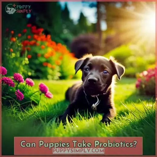 Can Puppies Take Probiotics