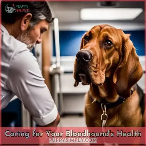 Caring for Your Bloodhound