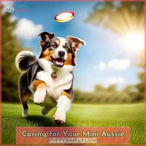 Caring for Your Mini Aussie