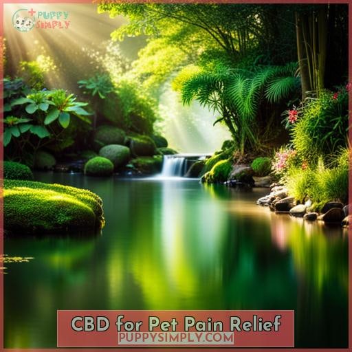 CBD for Pet Pain Relief