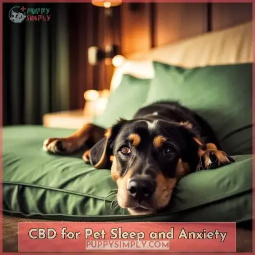 CBD for Pet Sleep and Anxiety