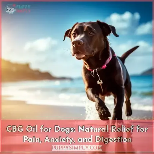 cbg oil for dogs