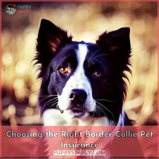 Choosing the Right Border Collie Pet Insurance