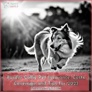 collie pet insurance