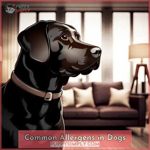 Common Allergens in Dogs