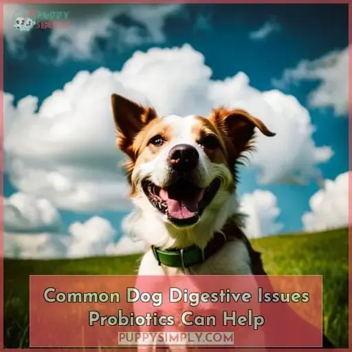Common Dog Digestive Issues Probiotics Can Help