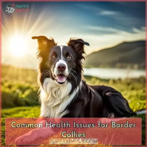 Common Health Issues for Border Collies