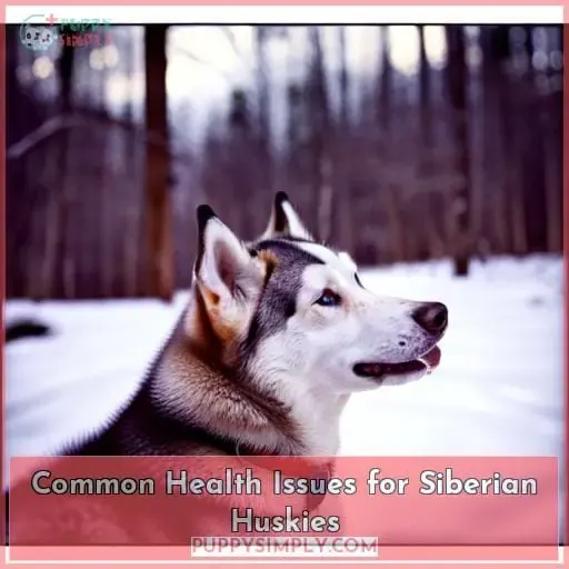 Common Health Issues for Siberian Huskies