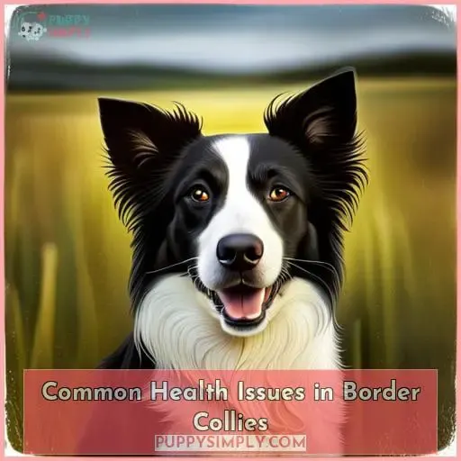 Common Health Issues in Border Collies