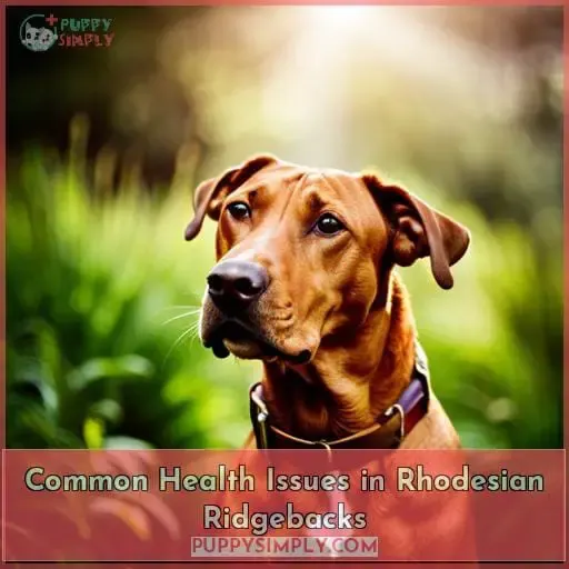 Common Health Issues in Rhodesian Ridgebacks