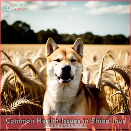 Common Health Issues in Shiba Inus
