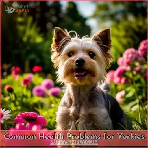 Common Health Problems for Yorkies