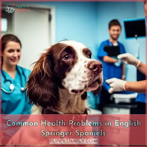 Common Health Problems in English Springer Spaniels