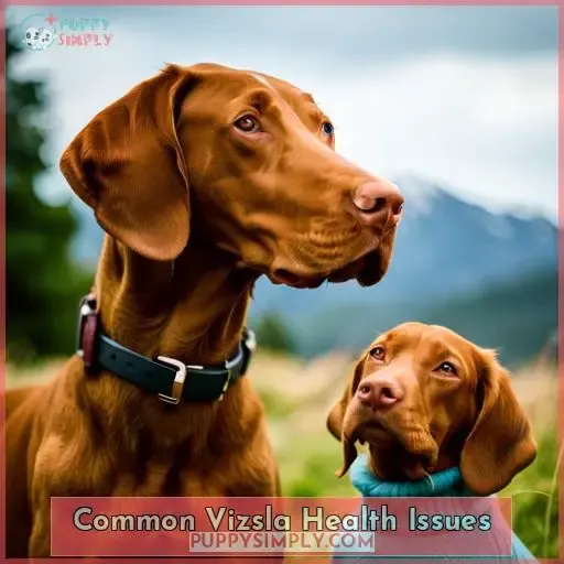 Common Vizsla Health Issues