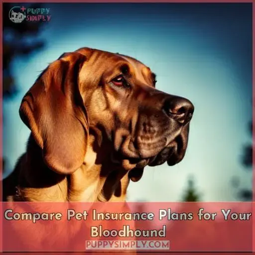 Compare Pet Insurance Plans for Your Bloodhound