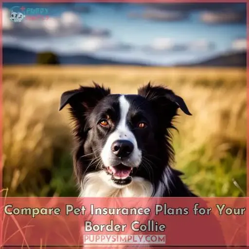 Compare Pet Insurance Plans for Your Border Collie