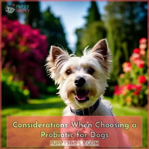 Considerations When Choosing a Probiotic for Dogs