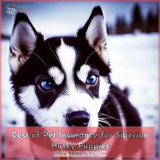 Cost of Pet Insurance for Siberian Husky Puppies