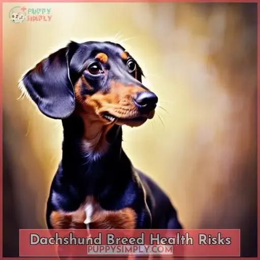 Dachshund Breed Health Risks