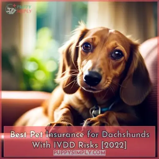 dachshund pet insurance