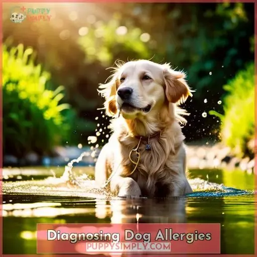 Diagnosing Dog Allergies