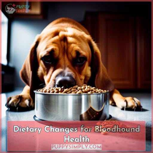Dietary Changes for Bloodhound Health